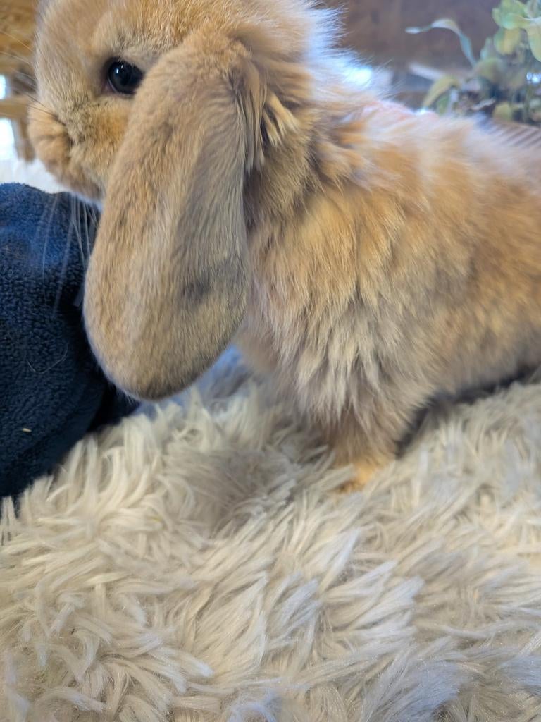 Franse hangoor, Dieren en Toebehoren, Mannelijk, Groot, Hangoor, 0 tot 2 jaar