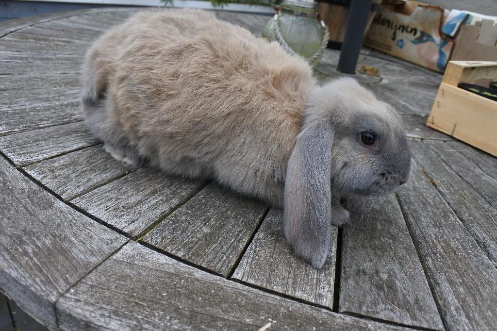franse hangoren, 2 voedsters, Dieren en Toebehoren, Konijnen, Groot, Vrouwelijk, 0 tot 2 jaar