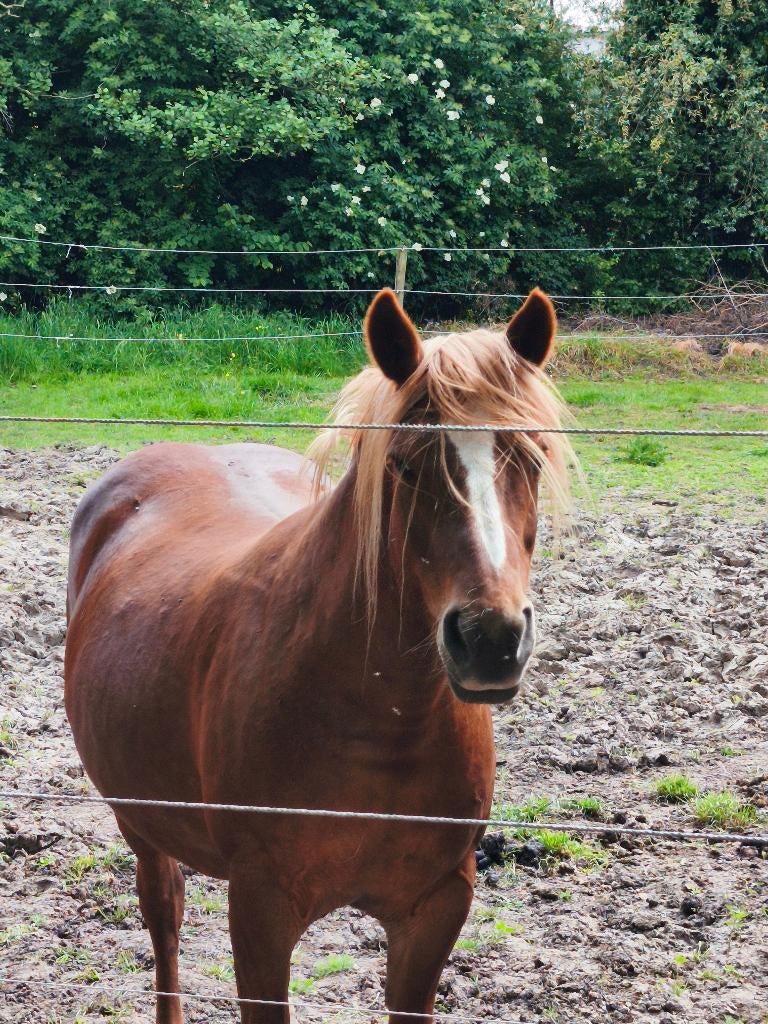 Paarden, Vermifugé, 165 à 170 cm, Ne s'applique pas, Cheval de récréation