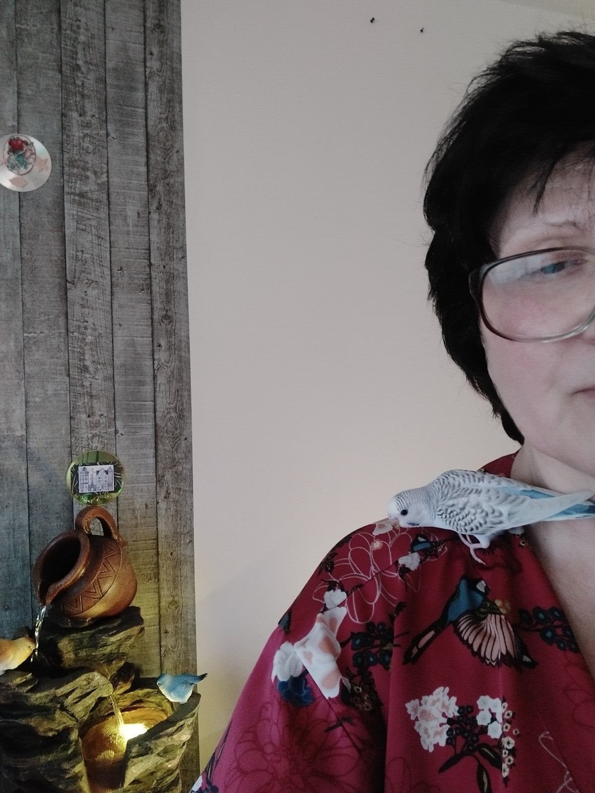 tam, pratend grasparkiet, Mannelijk, Parkiet, Pratend