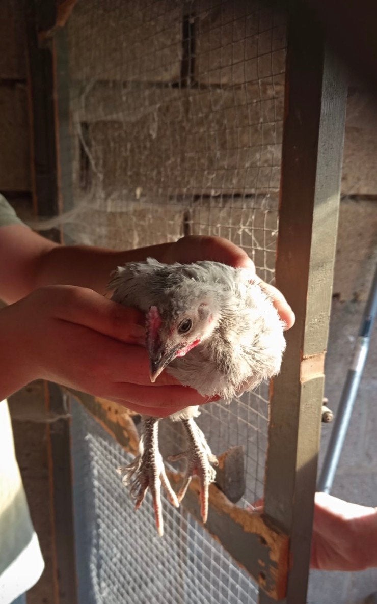 2 Hanen, Dieren en Toebehoren, Mannelijk, Kip