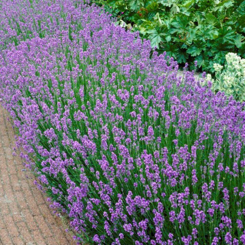 Lavandula ang. ‘Munstead’ / lavendel p9, Ophalen, Bodembedekkers, Volle zon, Vaste plant