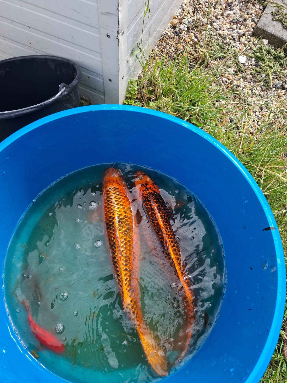 Koi /karpers, Dieren en Toebehoren, Vissen | Vijvervissen