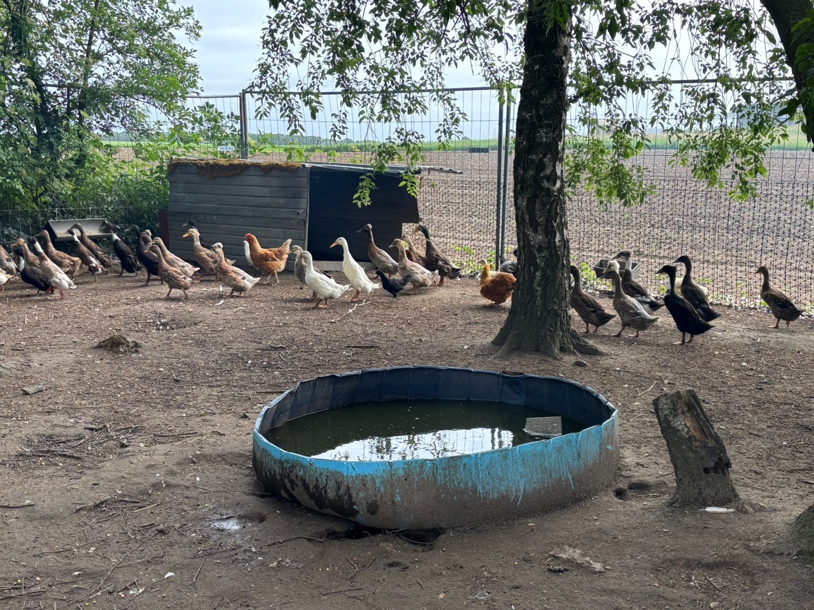 Volwassen groep eenden te koop, Dieren en Toebehoren