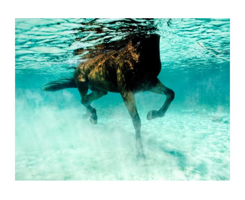 Kunstfoto SeaHorse Kurt Arrigo, Antiek en Kunst, Kunst | Tekeningen en Fotografie, Ophalen
