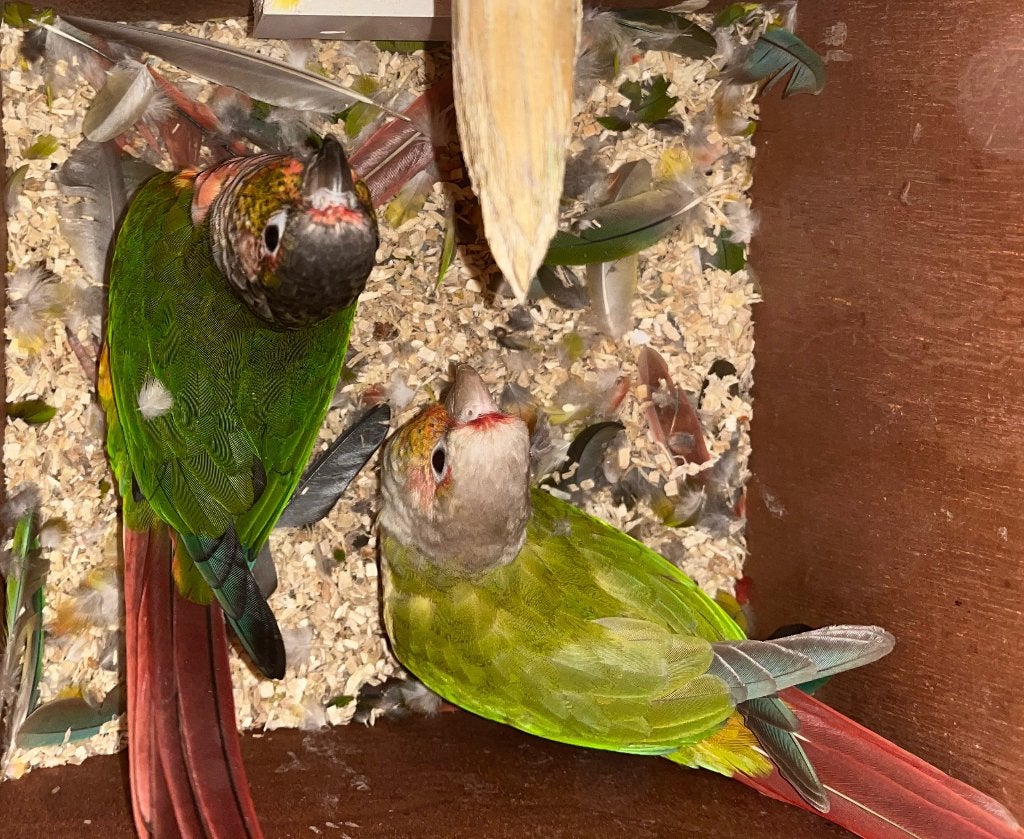 Koppel pyrrhura, Meerdere dieren, Parkiet, Geringd