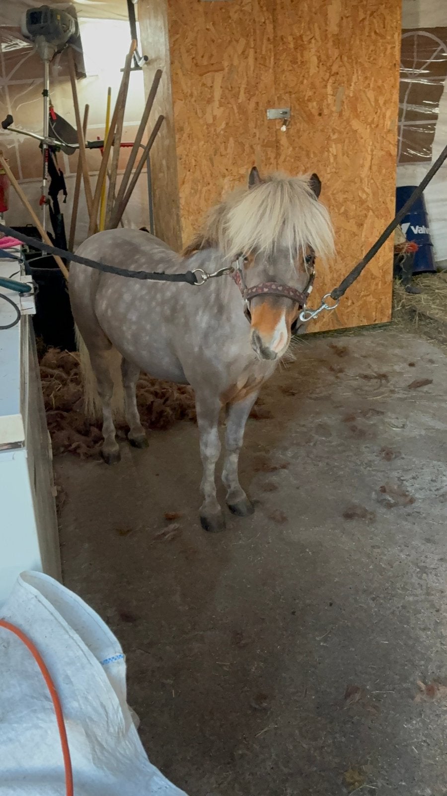 Nmprs, amha hengstje, Animaux & Accessoires, Poneys, Étalon, Vermifugé