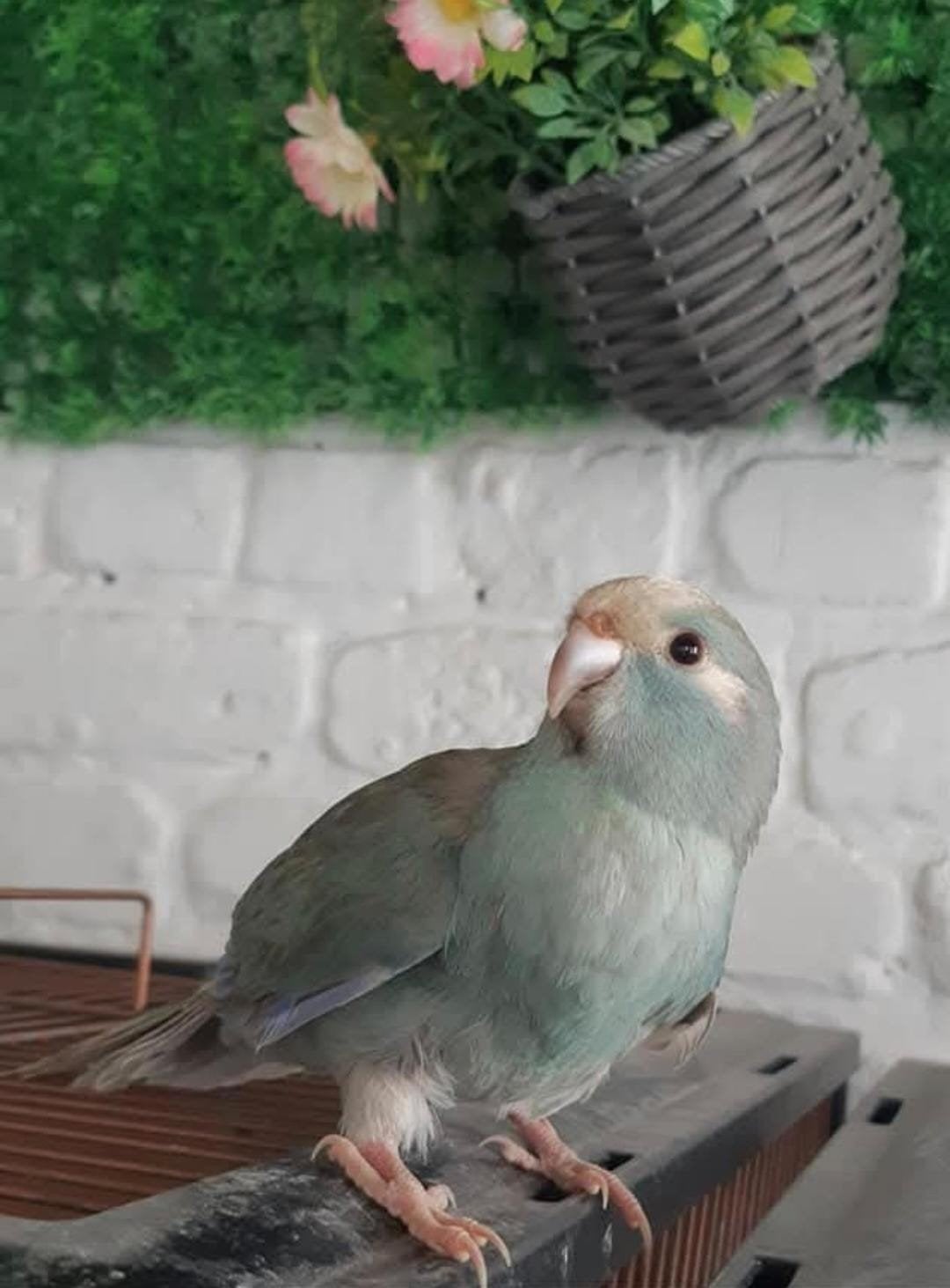 VERMIST!!! kakariki pop lichtblauw