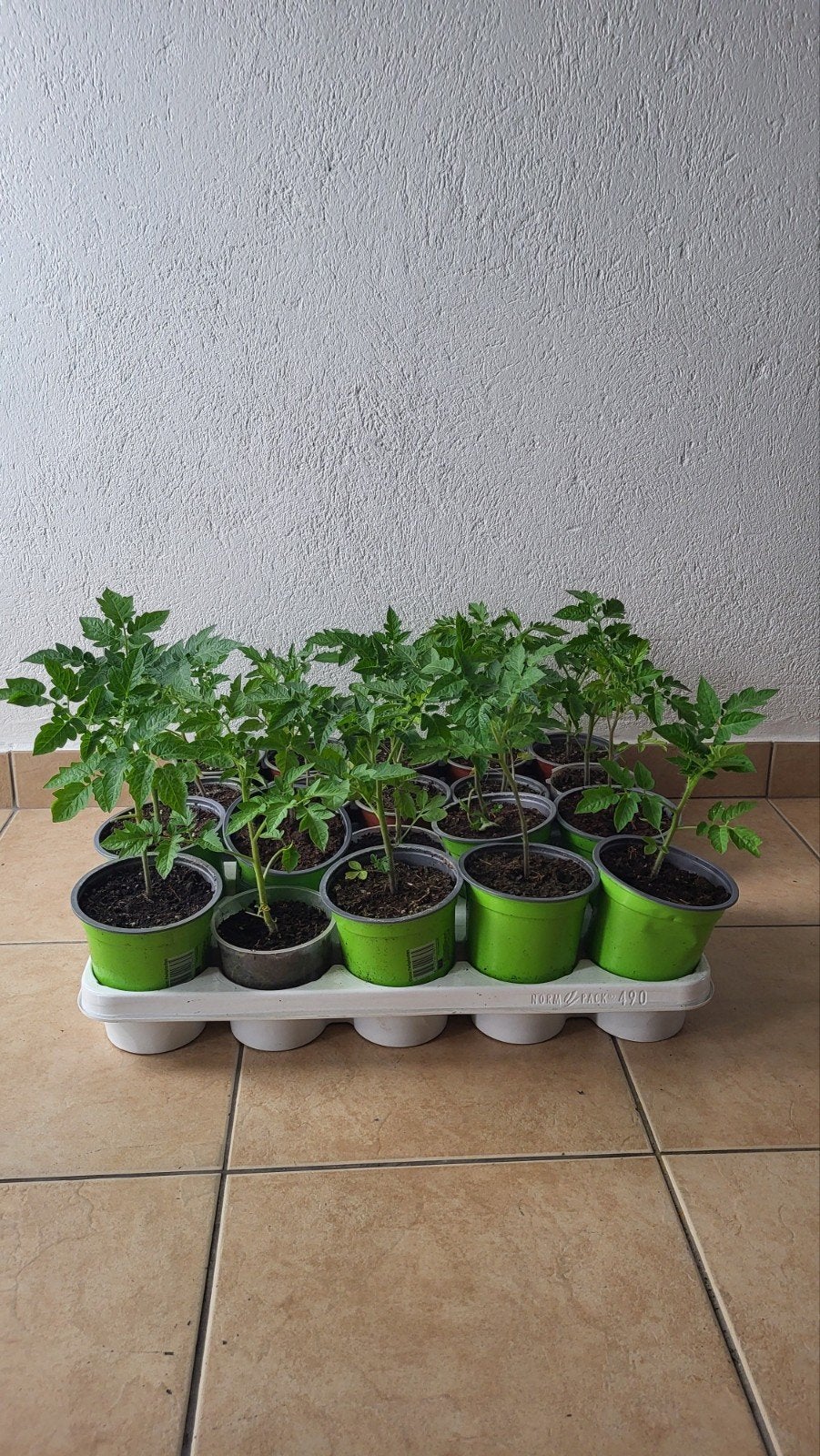 Plants de tomates biologiques de Turquie, par plant pour 1 e, Enlèvement