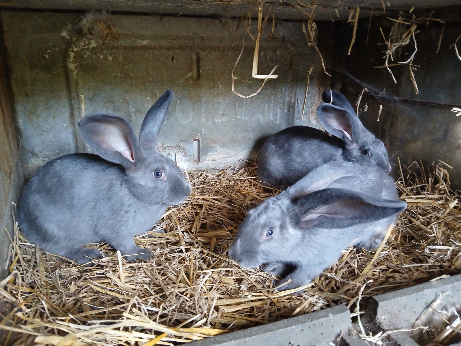 reuzevlinder voedsters, Dieren en Toebehoren