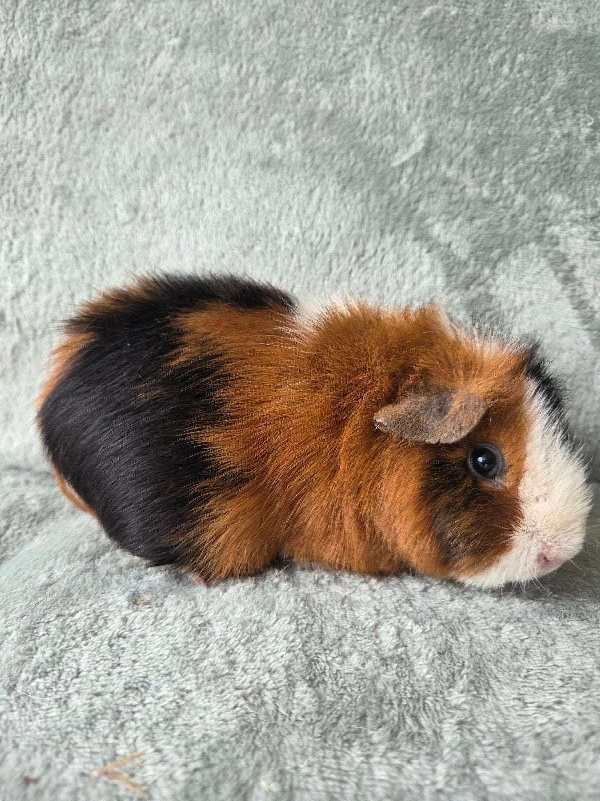 Cavia zeug, Animaux & Accessoires, Rongeurs, Mai, Cobaye, Domestique