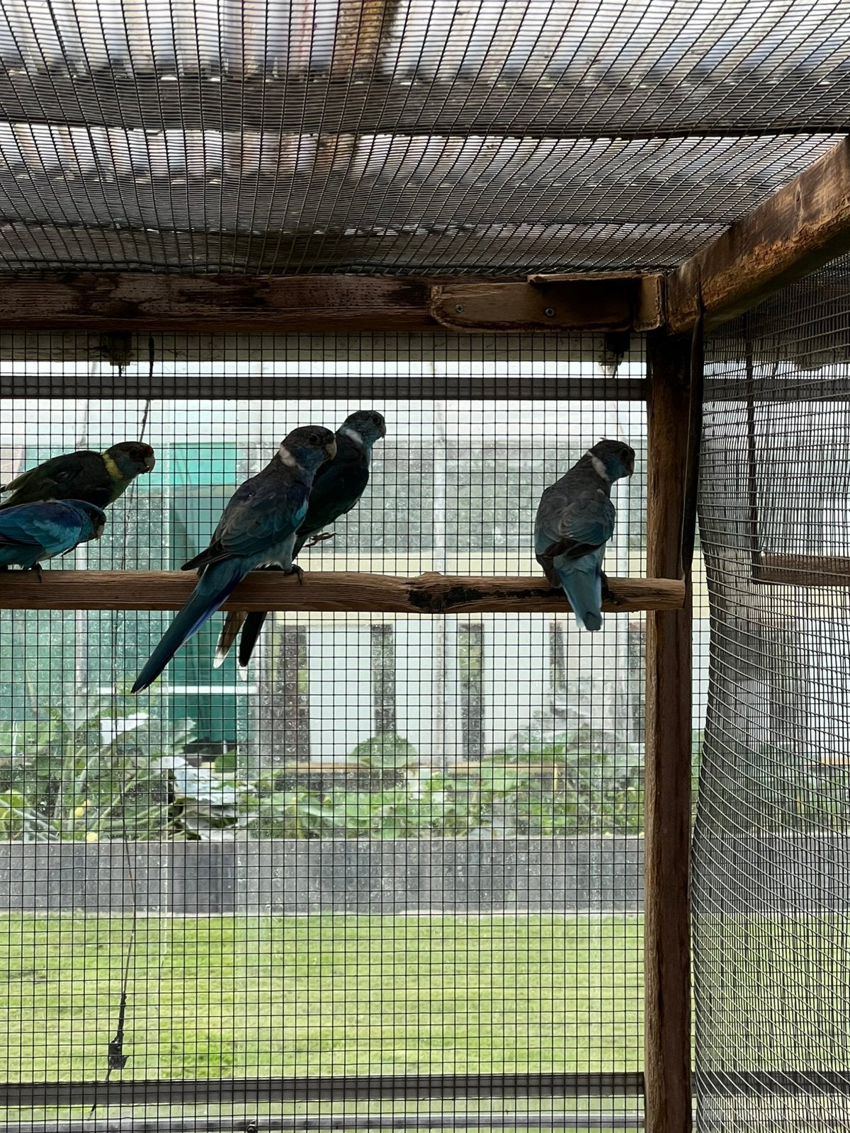 2 Blauwe Barnard parkiet poppen 2026 te koop, Femelle, Perruche, Bagué