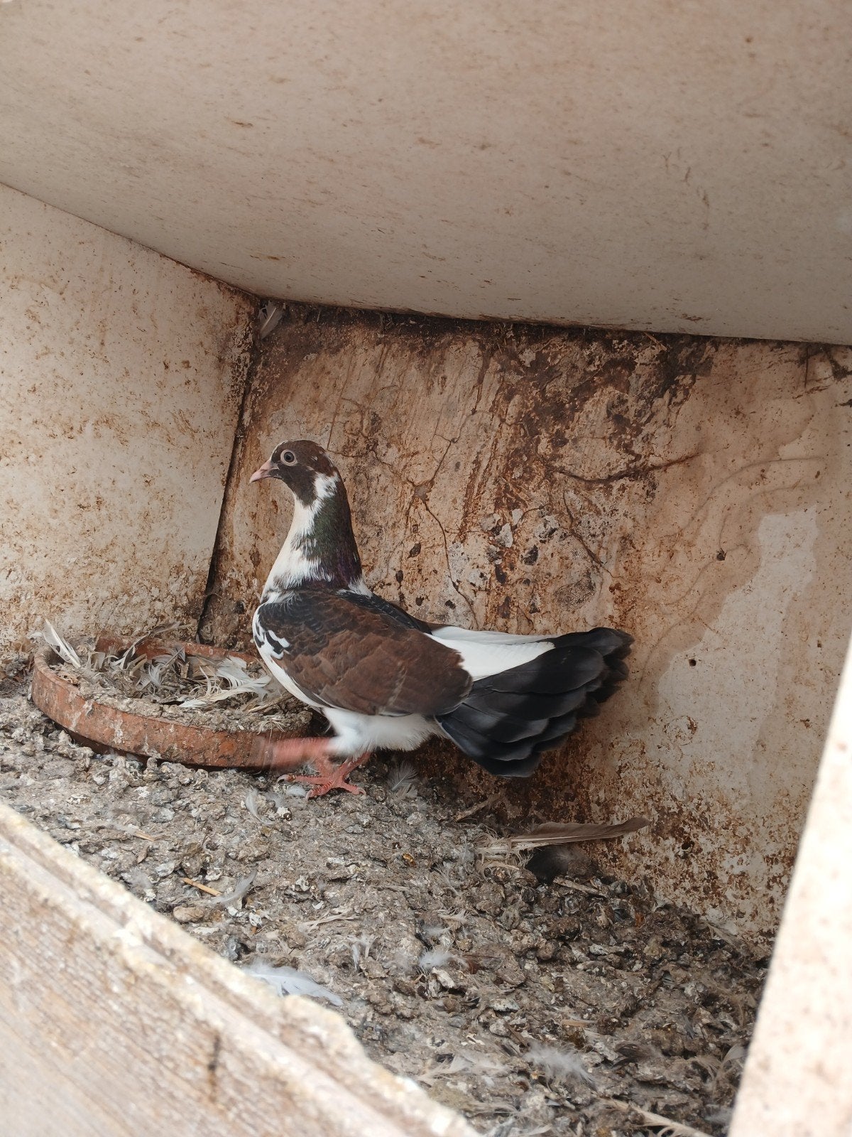Jonge  pauwstaarten  15 voor het  koppel, Dieren en Toebehoren