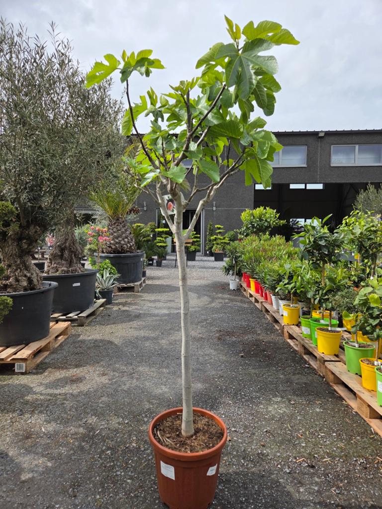 Vijgenboom Ficus Carica, Tuin en Terras, Planten | Fruitbomen, Ophalen, Vijgenboom