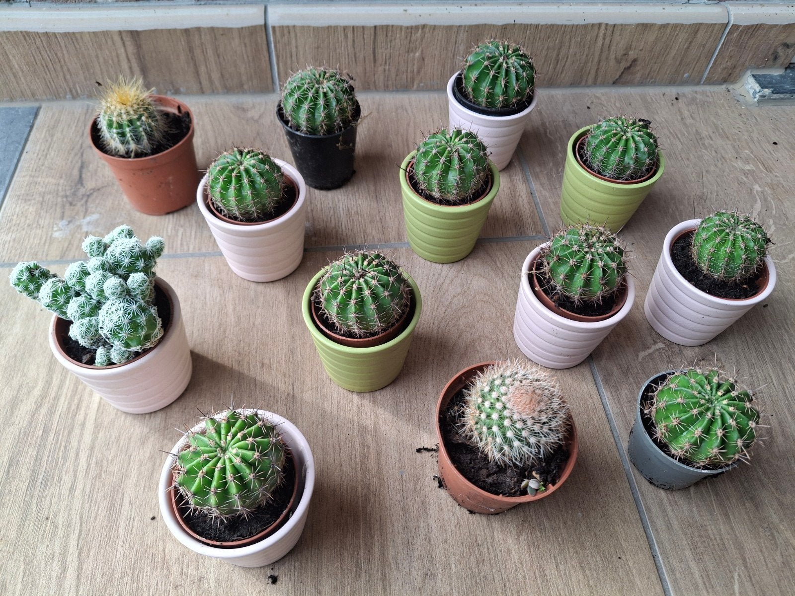 Cactus, Enlèvement, Cactus