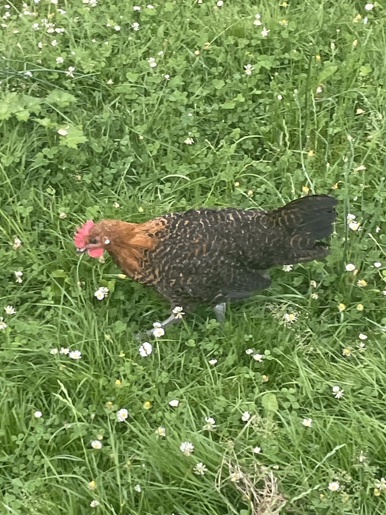 Goudbrakel hanen, Dieren en Toebehoren, Pluimvee, Kip, Mannelijk