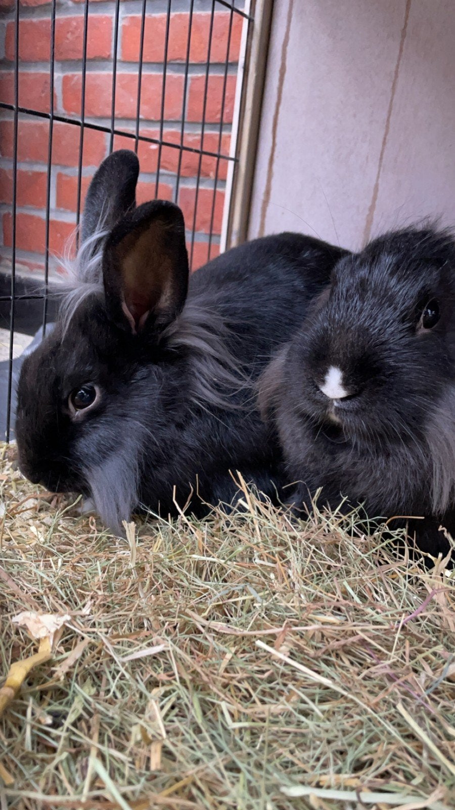 dwergkonijnen, Animaux & Accessoires, Lapins