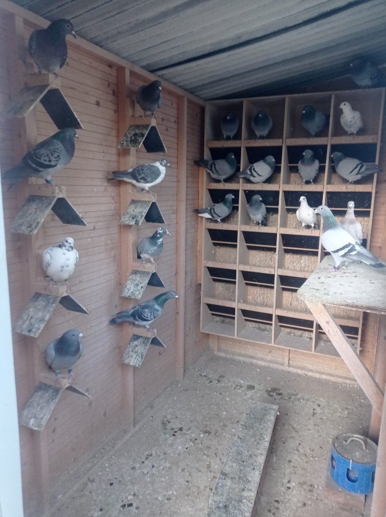 Bevlogen jonge duivinnen en doffers, Dieren en Toebehoren, Meerdere dieren, Postduif