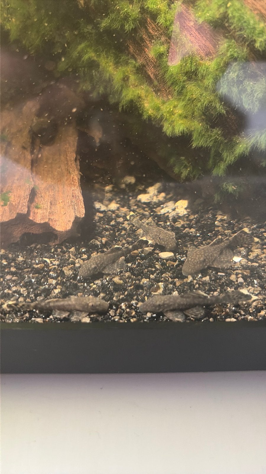 Te ruil jonge ancistrussen, Dieren en Toebehoren, Vis, Zoetwatervis