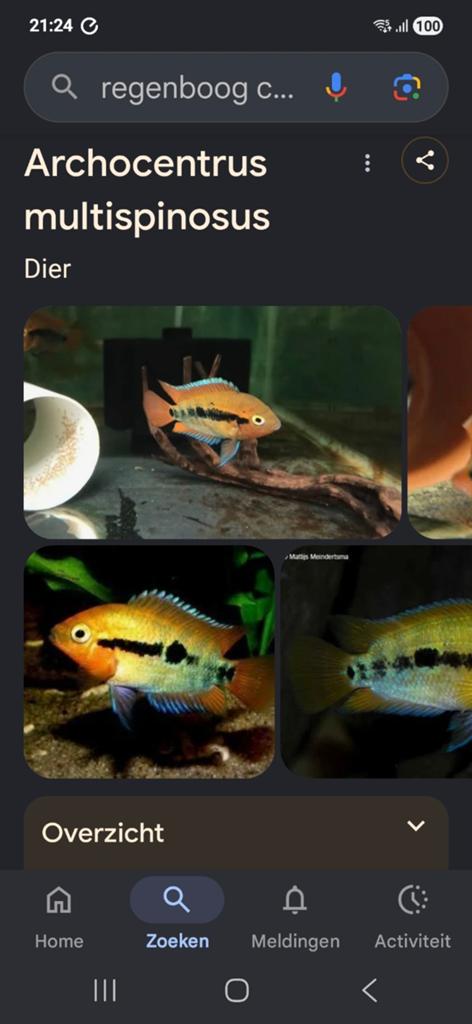Altispinosa regenboog chicliden, Dieren en Toebehoren