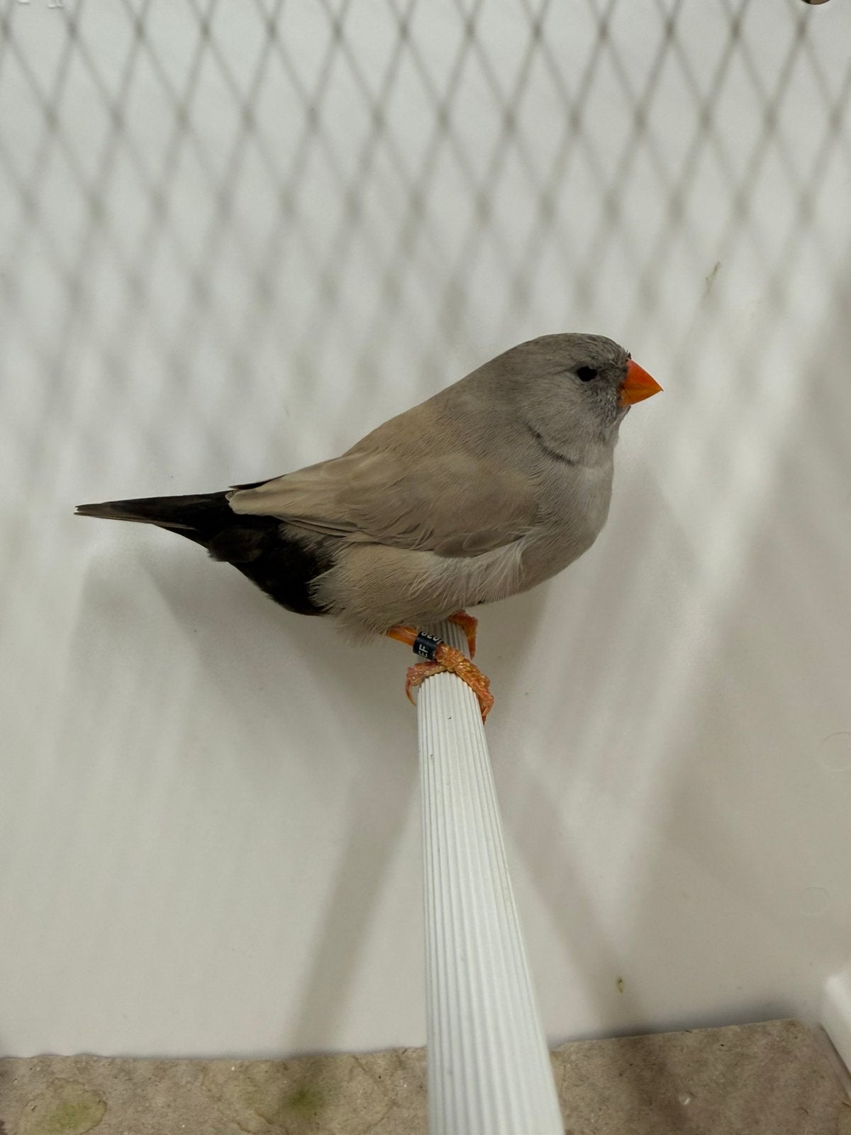 Koppel Charcoal grijs split x vol zebravinken exoten, Bagué