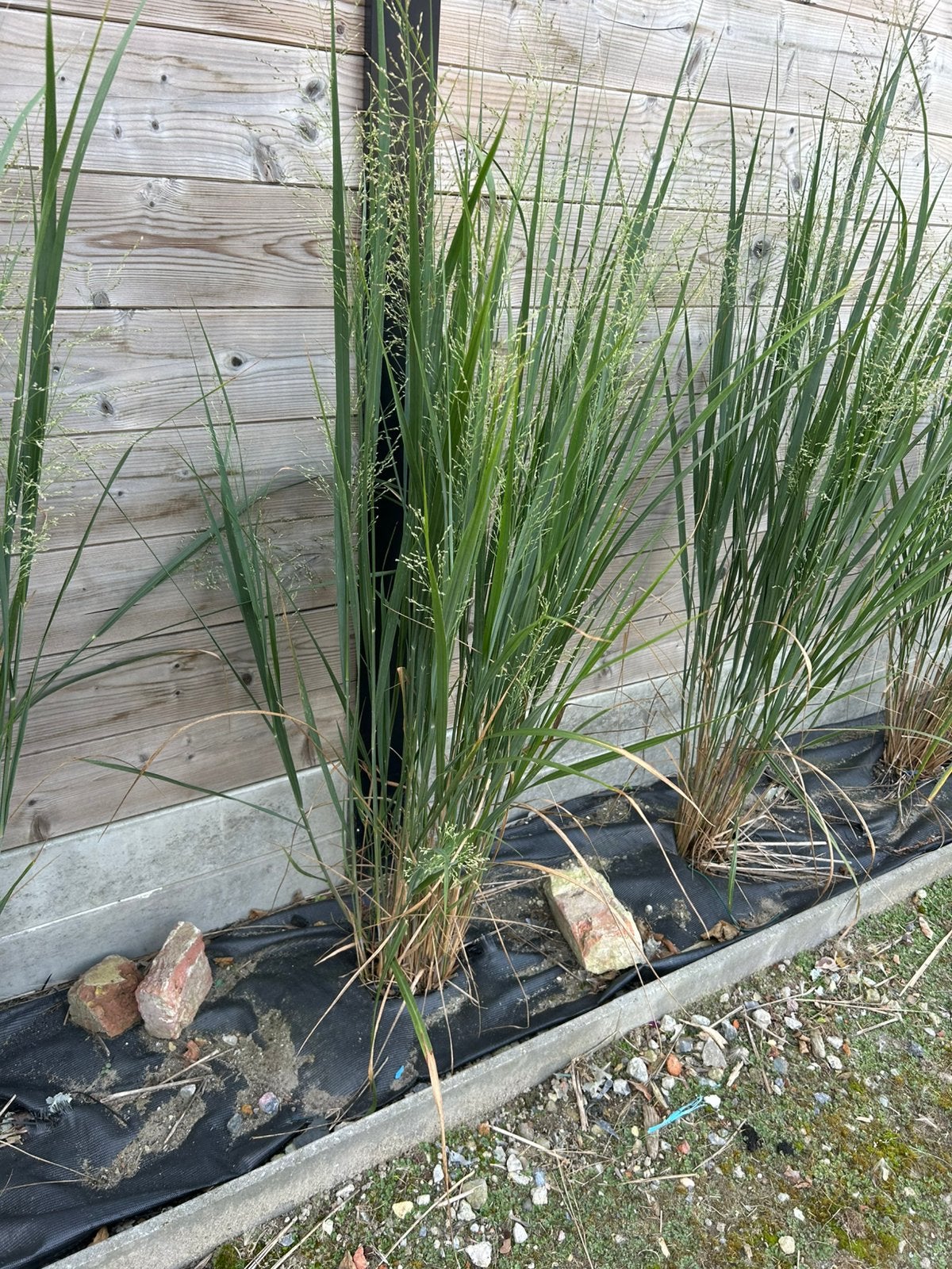 Siergrassen, Tuin en Terras, Ophalen, Winter, Siergrassen