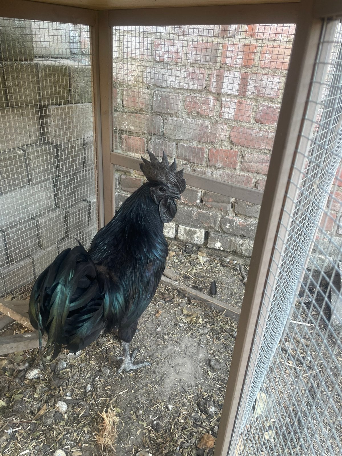 Haan rashaan ayam cemani, Dieren en Toebehoren, Pluimvee, Kip