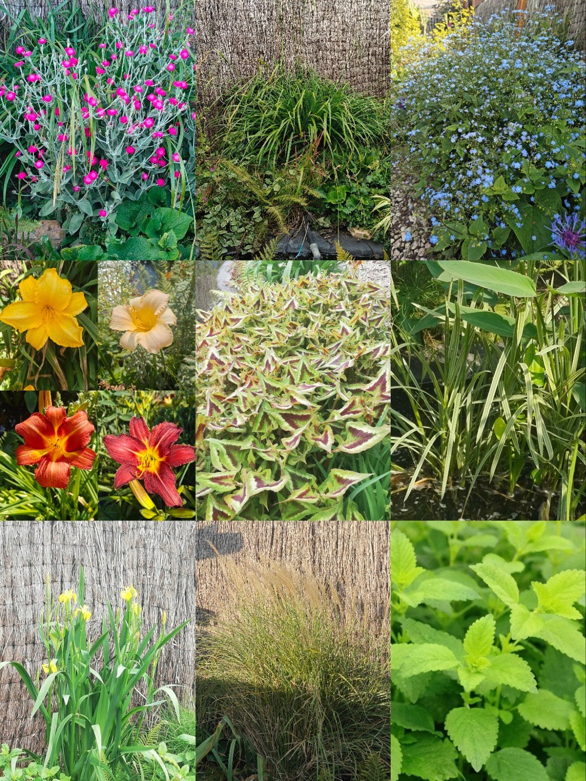 Diverse soorten vaste planten, Vaste plant, Halfschaduw, Lente, Ophalen