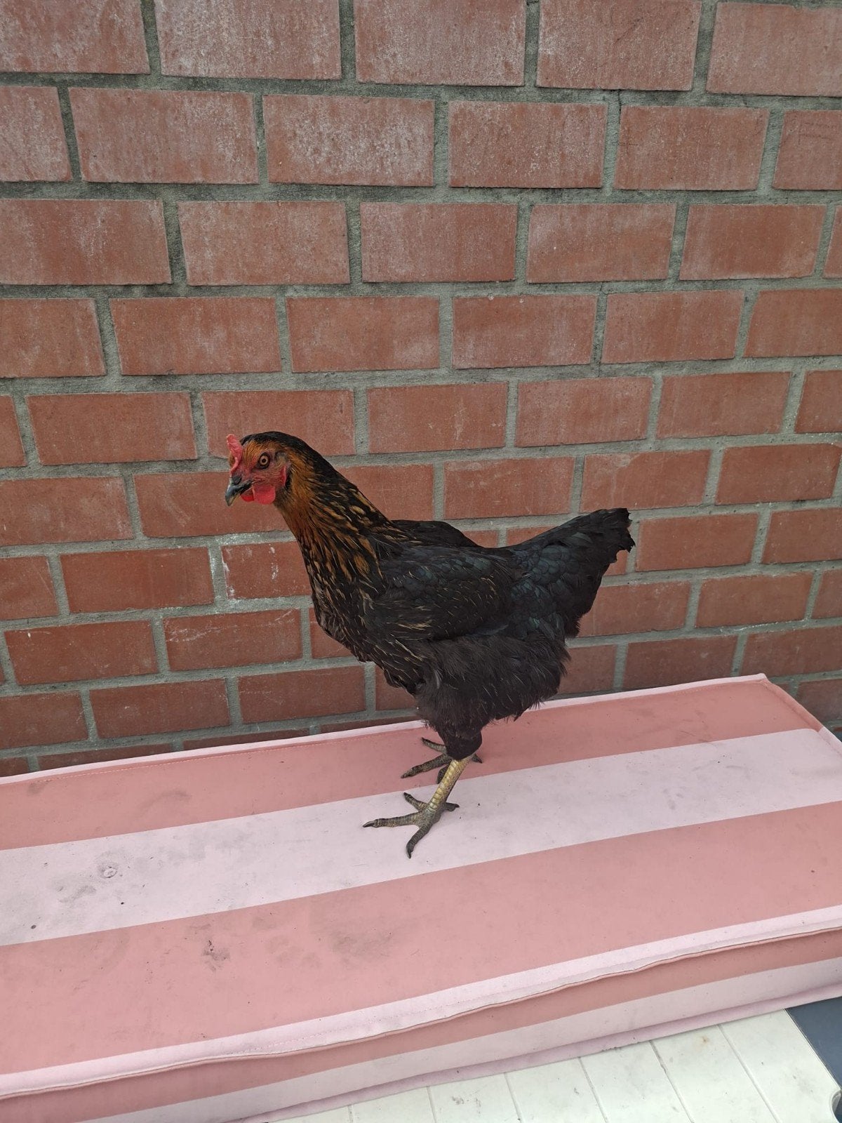 tamme legkippen, Dieren en Toebehoren, Pluimvee, Vrouwelijk, Kip