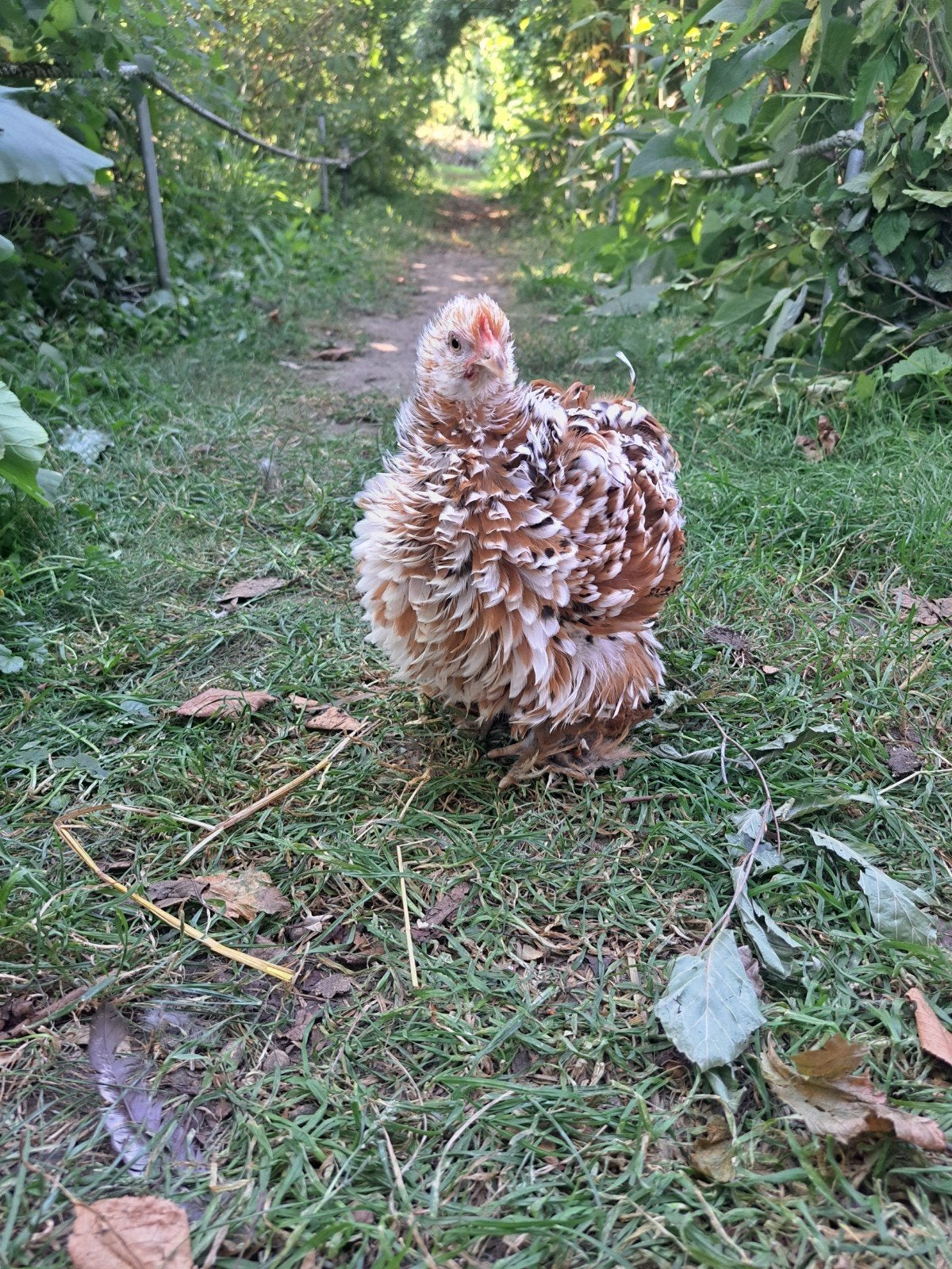 Cochin kriel porselein, Dieren en Toebehoren, Pluimvee