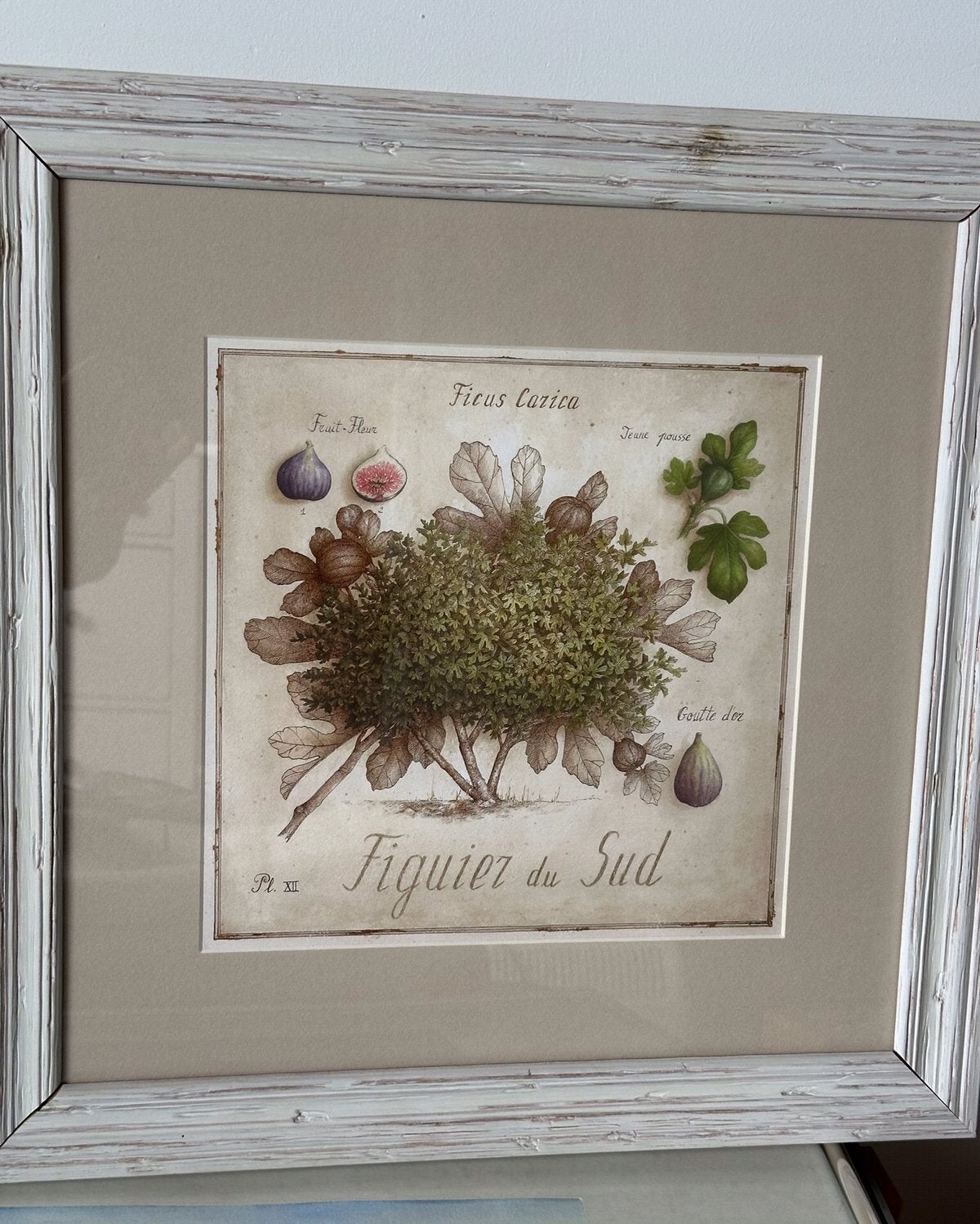 Mooie kader met vijgenboom (afm. 48 cm x 48 cm), Ophalen, Zo goed als nieuw