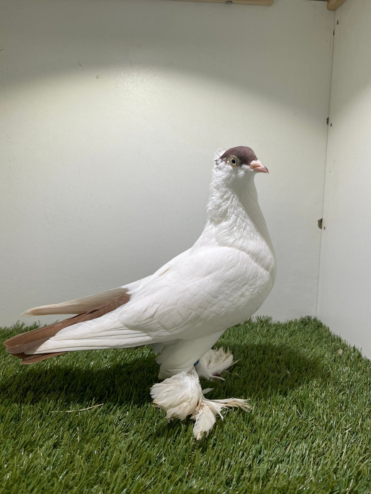 Sierduiven, Dieren en Toebehoren