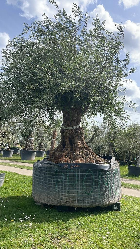 ‼️MEGA olijfboom aan PROMOprijs bij PROMOplant‼️, Tuin en Terras, Planten | Bomen, Ophalen, Olijfboom