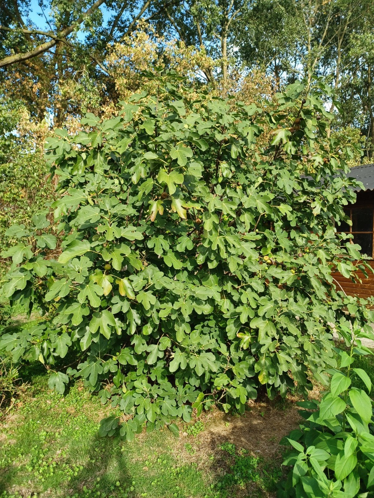 vijgenboom, Tuin en Terras, Ophalen, Volle zon, In pot, 250 tot 400 cm
