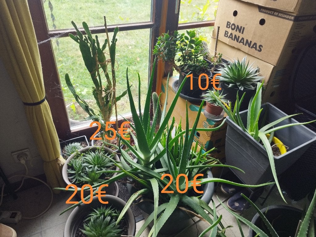 Plantes d'intérieur à vendre - cactus et succulentes, Enlèvement ou Envoi, Cactus