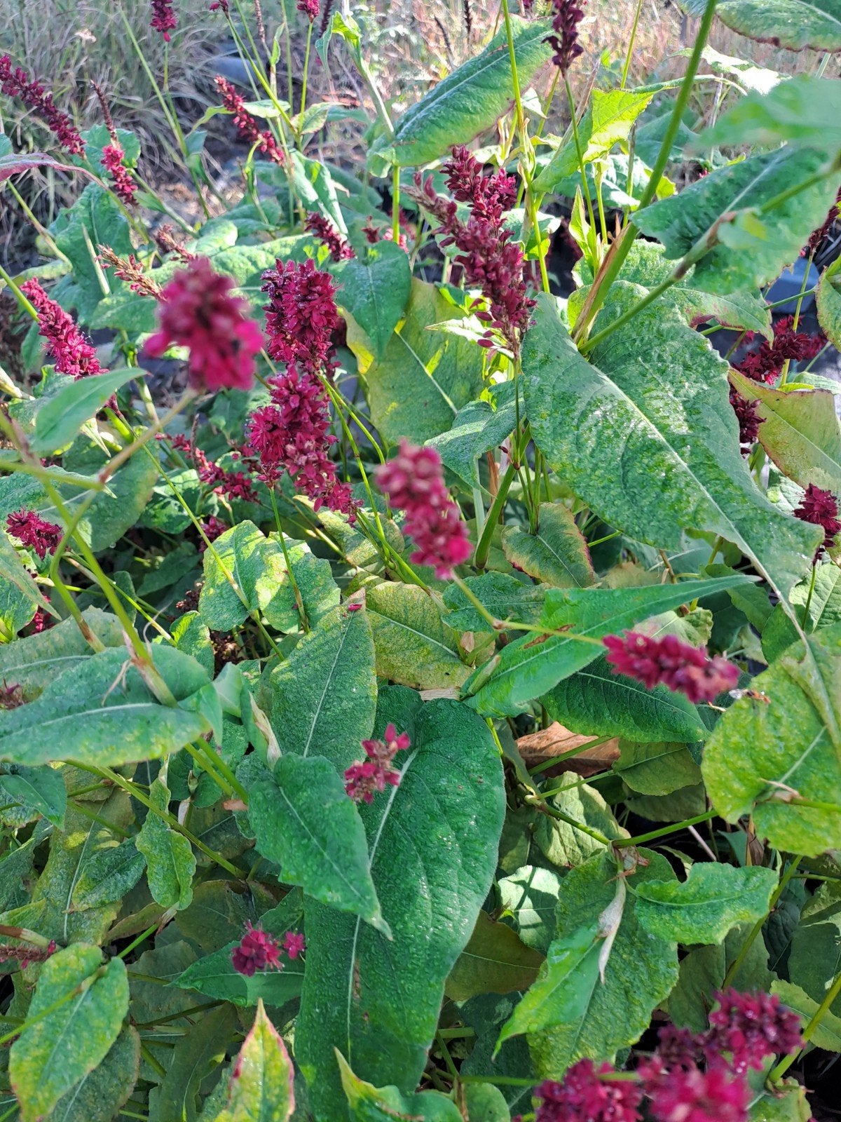 Persicaria Dark Red, Ophalen