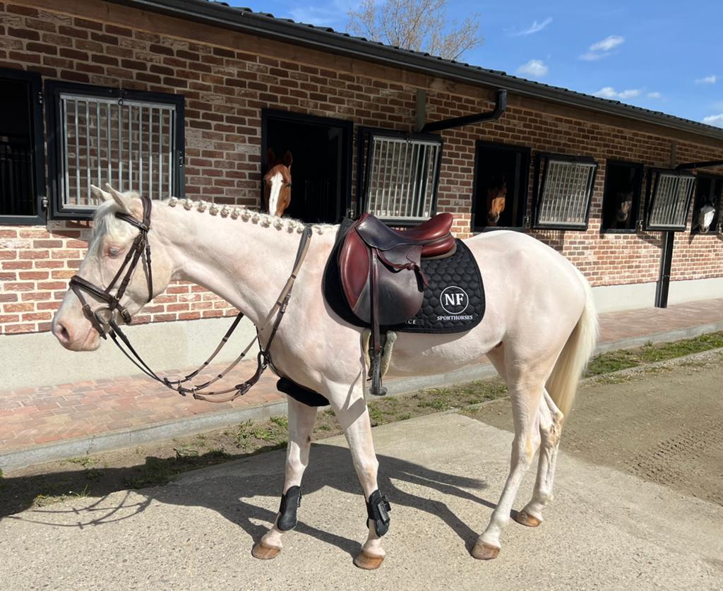 D pony te koop, Animaux & Accessoires, Poneys, Hongre