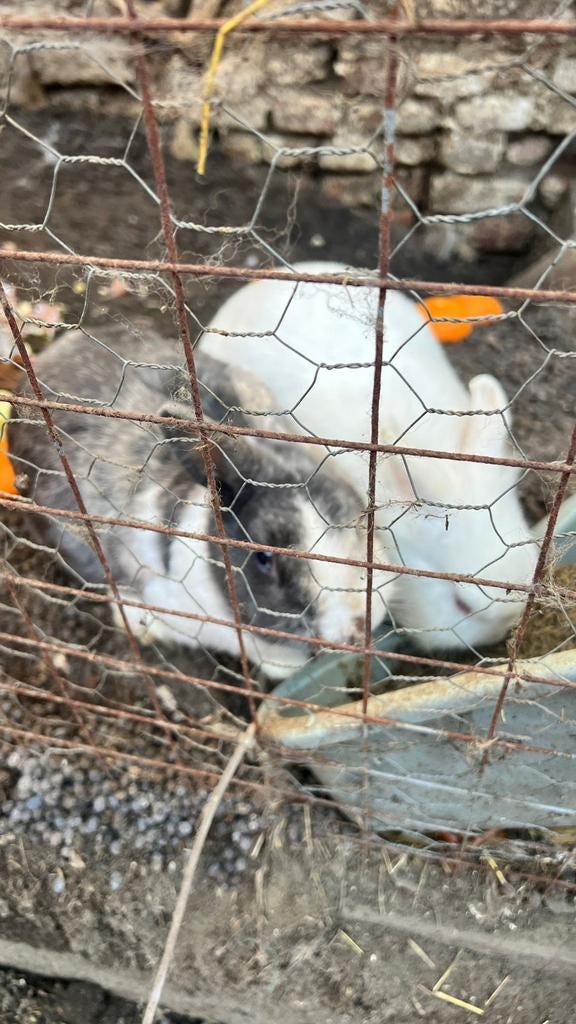 4Dwergkonijn te koop, Dieren en Toebehoren