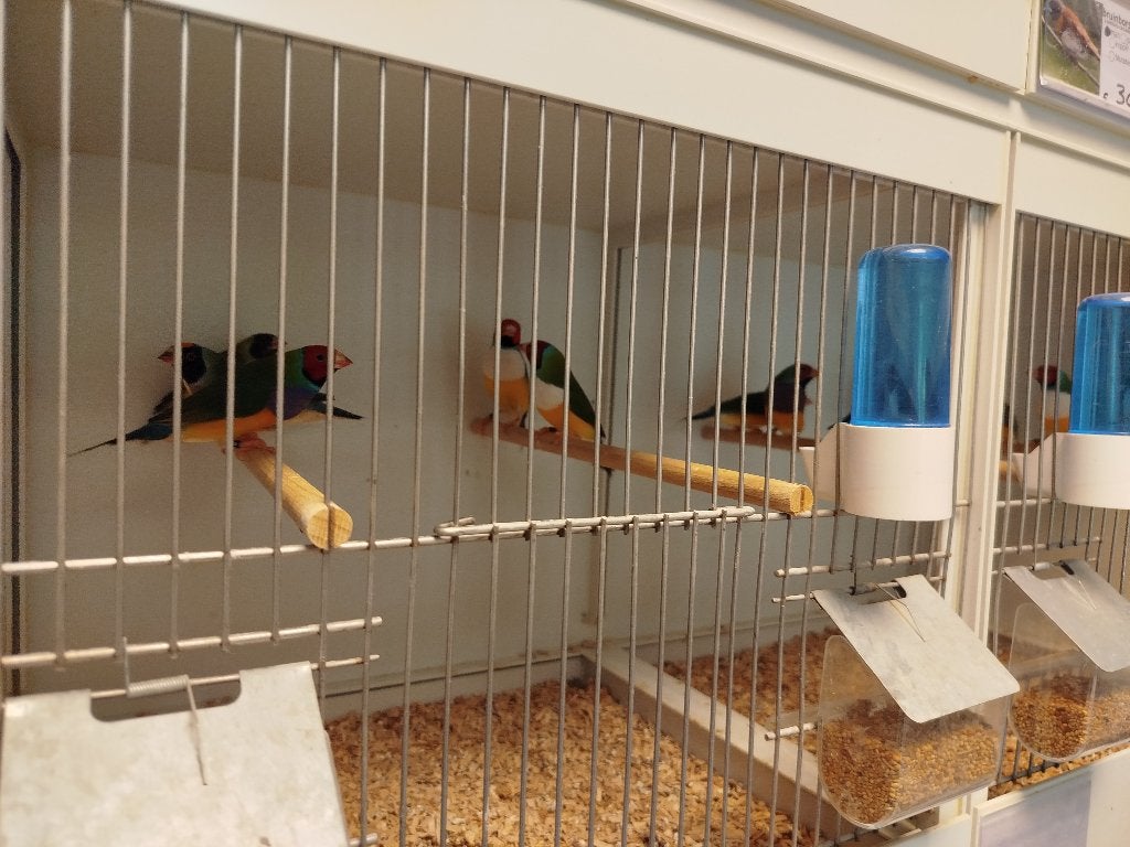 Goulds, Dieren en Toebehoren, Vogels | Overige Vogels