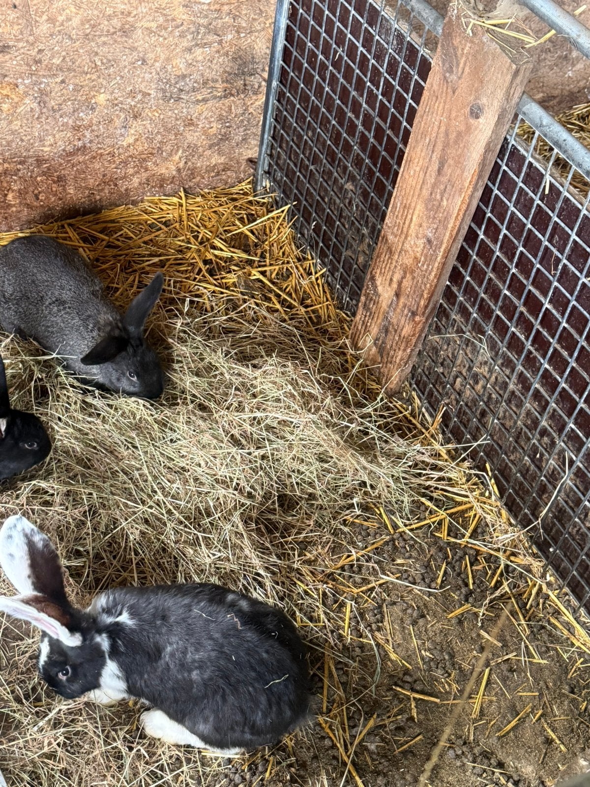 Konijn, Mannelijk, Middelgroot, 0 tot 2 jaar