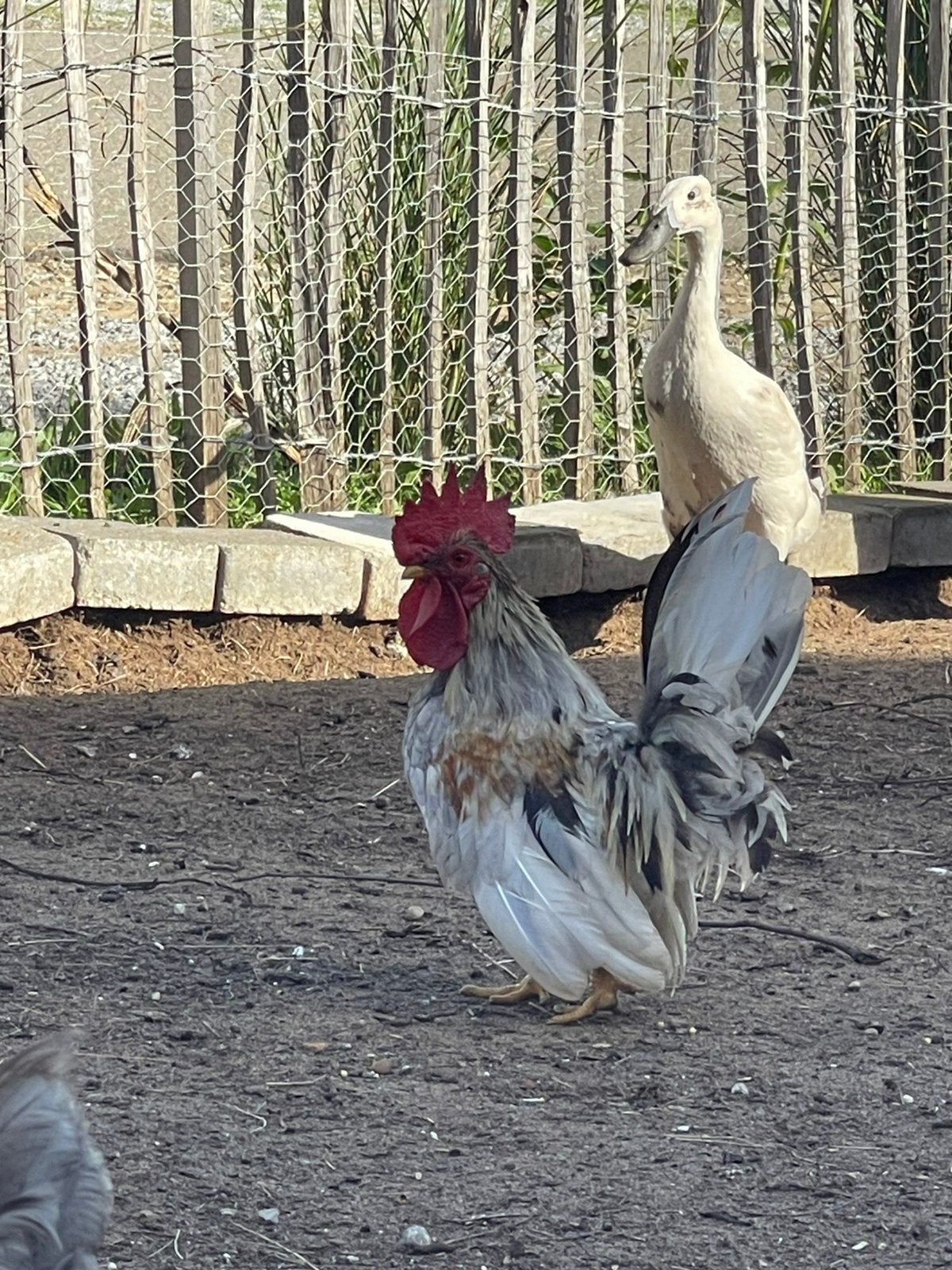 Chabo Haan, Mâle, Poule ou poulet