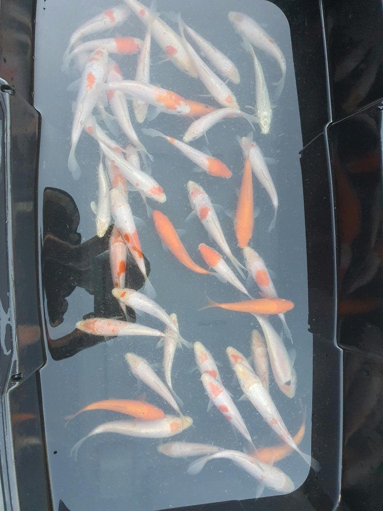 Dernière chance ! Tancho, Kohaku et Benigoi (chacun), Carpe ou Koï