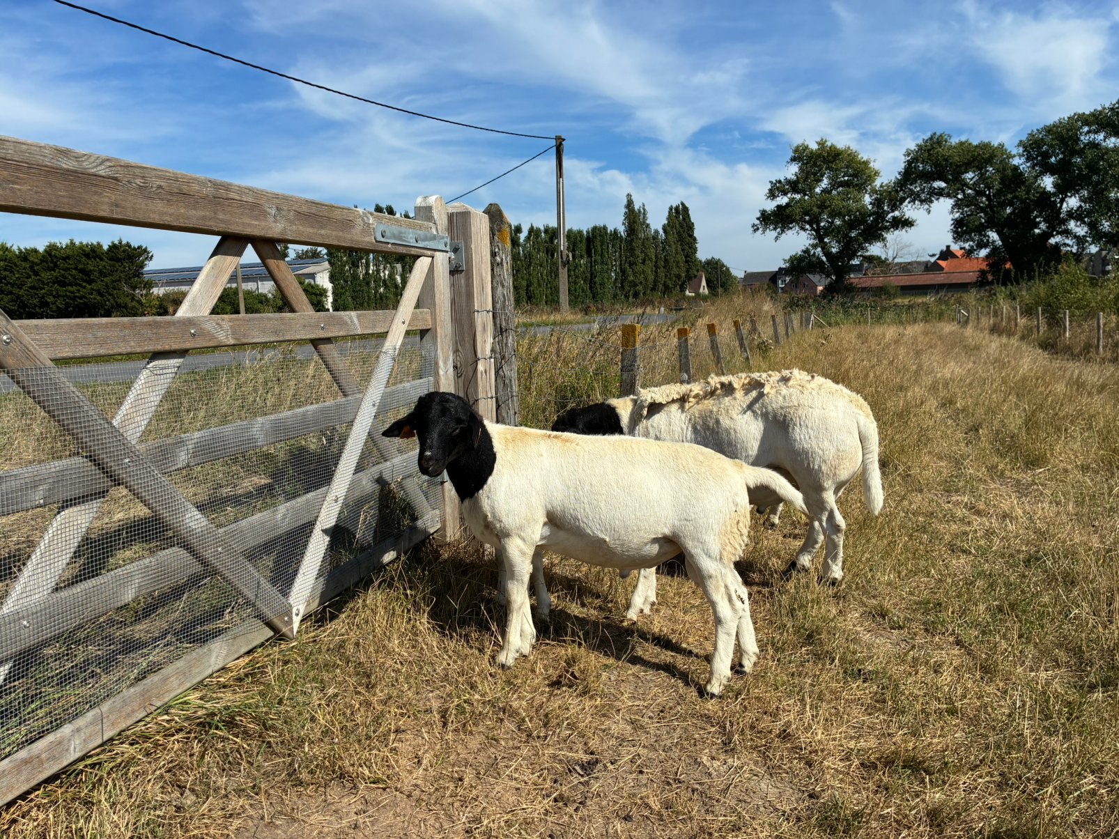 Stamboek Dorper ram te koop, Animaux & Accessoires, Moutons, Chèvres & Cochons