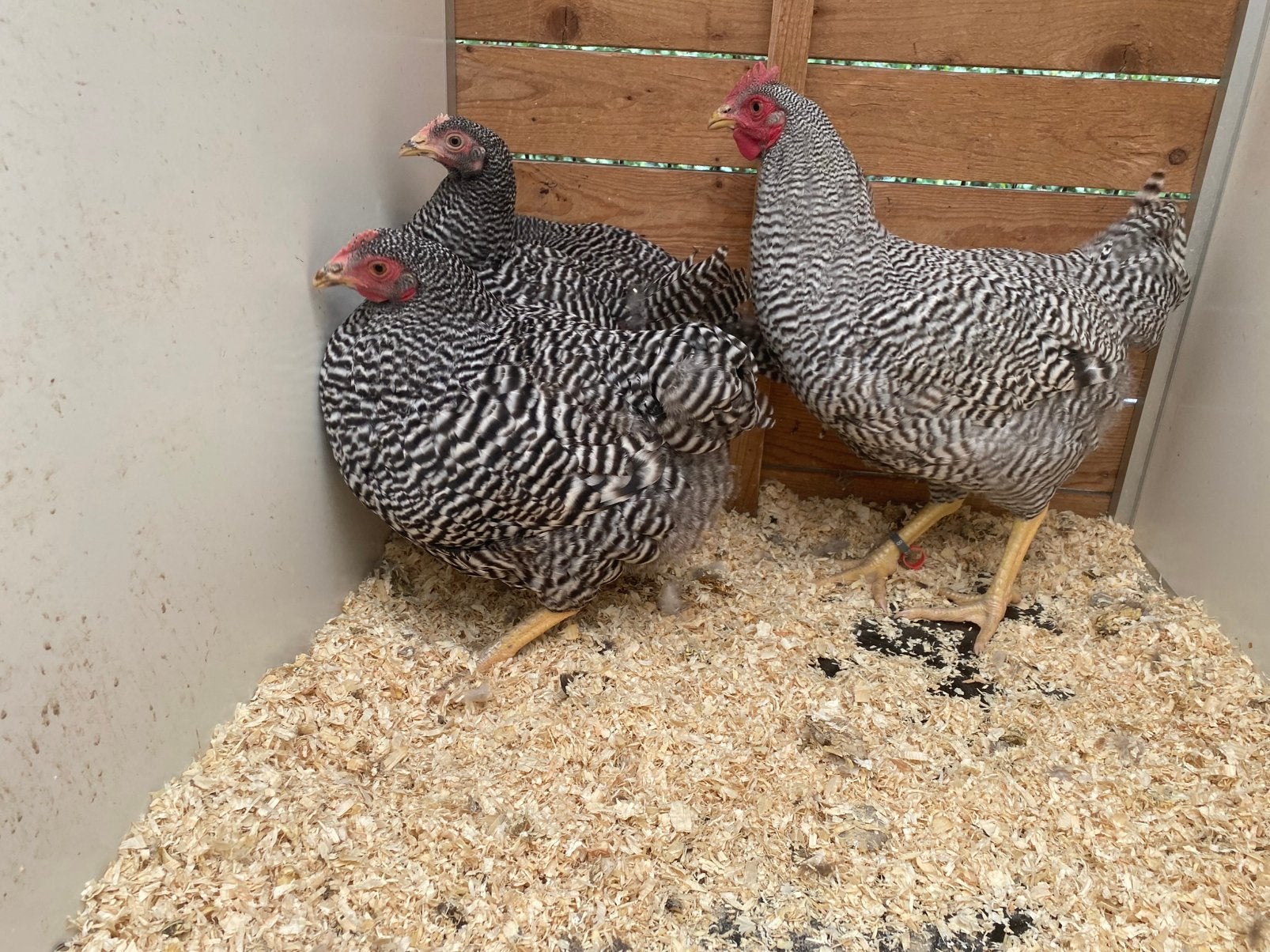 3 amrock hennen 2026, Dieren en Toebehoren