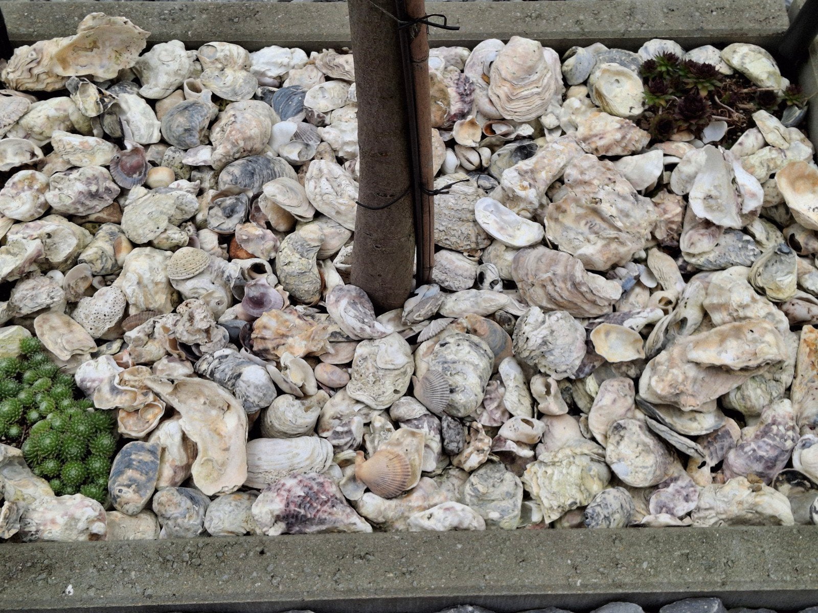 Decoratie schelpen., Ophalen