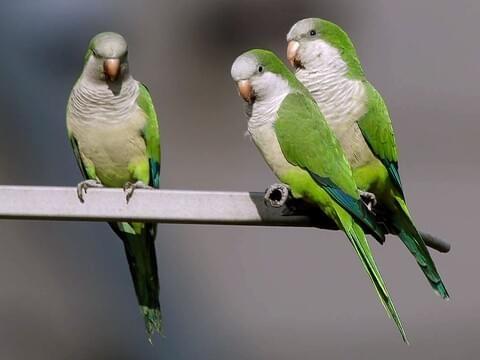 GEZOCHT Jonge Muisparkieten!, Dieren en Toebehoren, Vogels | Parkieten en Papegaaien