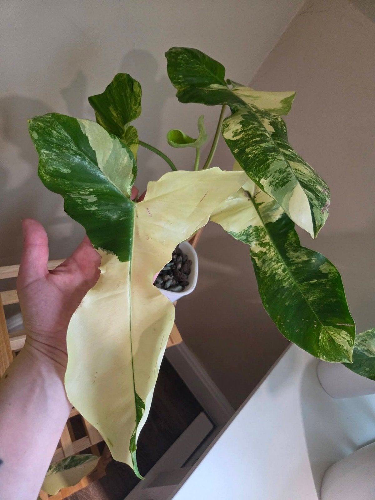 Philodendron Florida Beauty X Parsio Verde 🌱💚, Ophalen of Verzenden