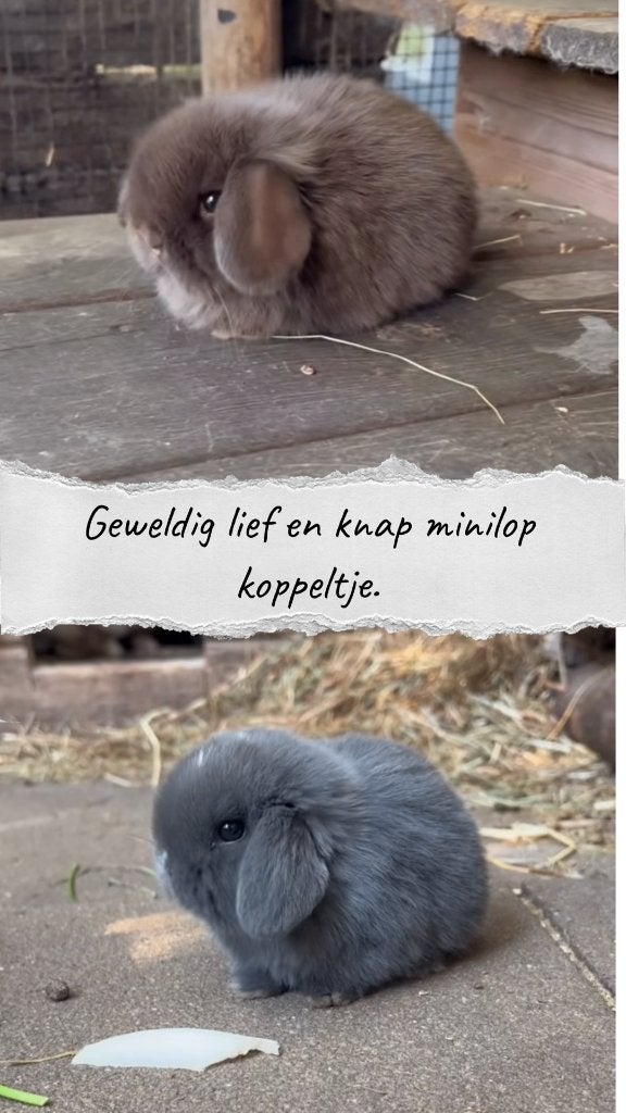 Super lief handtam en raszuiver minilop koppeltje, Plusieurs animaux, Nain, Oreilles tombantes, 0 à 2 ans