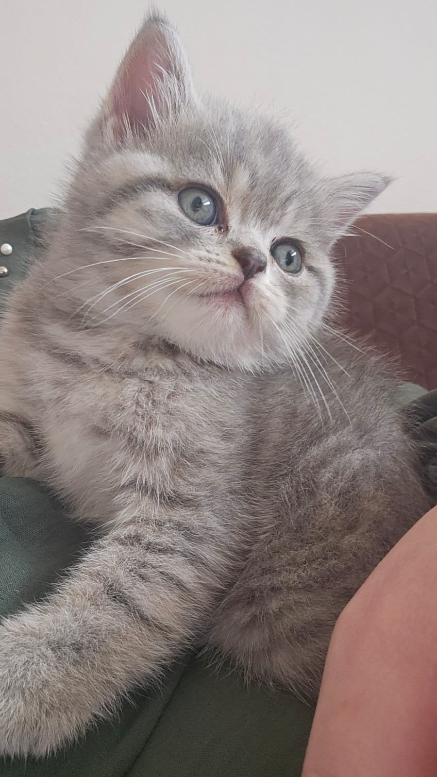 Britse korthaar kitten poesje, Chatte ou Chat, 0 à 2 ans