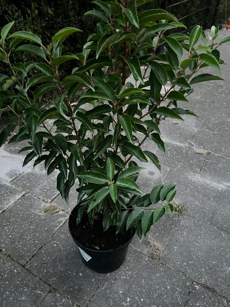 Portugese Laurier, Ophalen, Laurier, Haag, Minder dan 100 cm